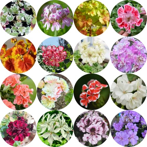 Geranios colgantes - Pelargonium - de del balcón Decoraciones otoñales un jardín resistente trepadoras, de jardín rocas balcón cortadas 200semillas