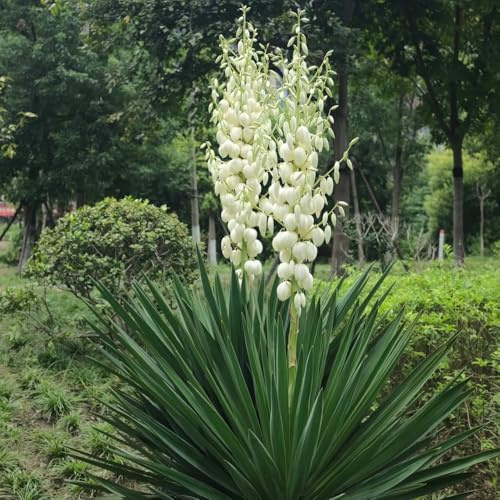 Semi di Yucca Filamentosa, esotiche semi di vecchie varietà regali per giardinieri perenni giardino 60pcs