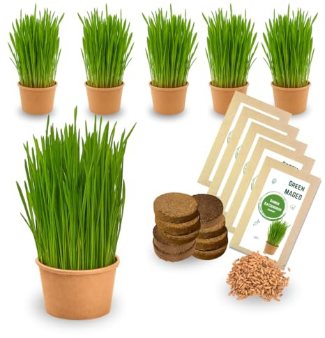 Green MaGeo 5er Set Katzengras Samen - Gras Anzuchtset für Katzen - Gras zum Fressen für die Katze - 5X Katzengrassamen Set - Katzengras für Balkon und Wohnung