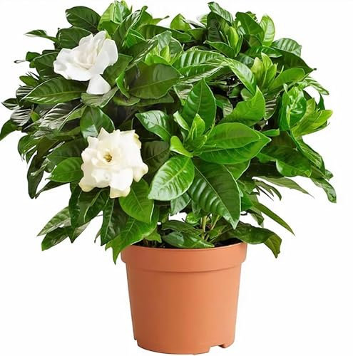 Jazmín del Cabo Natural Planta de Exterior para una Primavera Perfumada