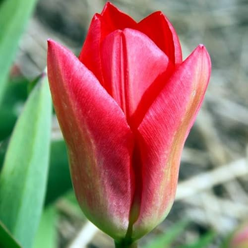 Niedrige Kleinwüchsige Tulpen Tulpenzwiebeln Onion Farbe Sorte zur Auswahl Knollen winterhart mehrjährig Tulpe (Fostera-Princeps-5 Stk.)