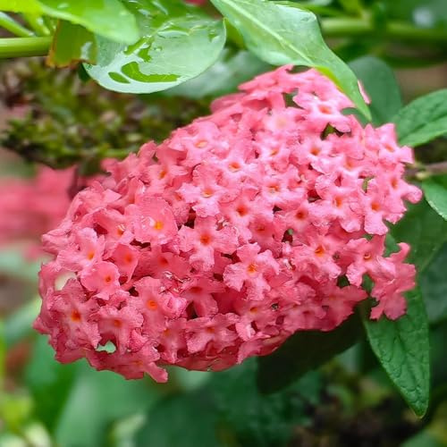 Semi di buddleja - d'appartamento decorazioni giardino per esterni resistenti in vaso biologiche balcone con d'appartamento esotiche raro giardino 100pcs