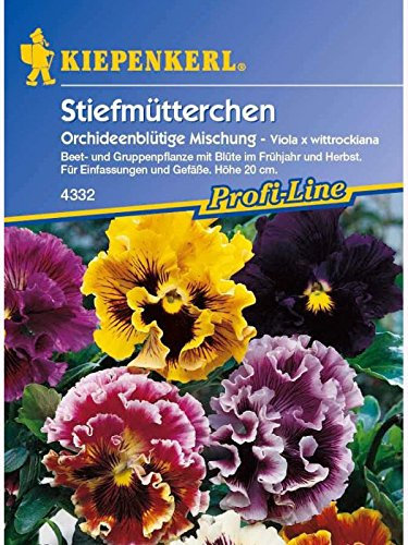 Kiepenkerl Viola Orchideenblütige Mischung