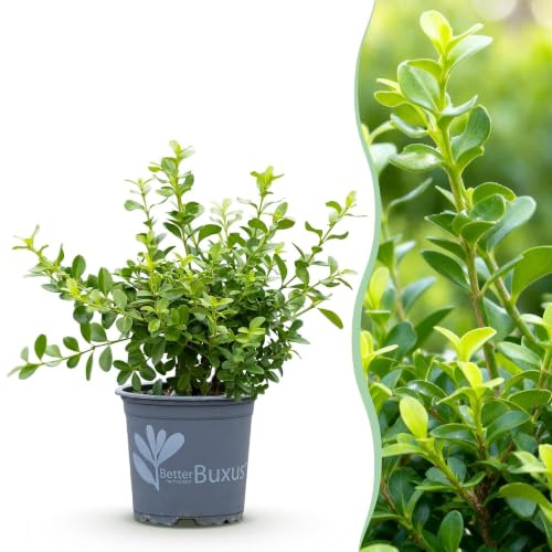 Boj Resistente al Hongo para Setos y Jardín, Verde, Pack de 8, 20-25 cm