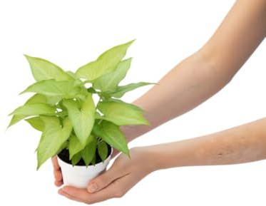 DECOALIVE Syngonium Podophyllum Planta Natural de Interior con Hojas Exóticas