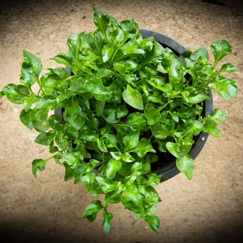 Semi di crescione biologico resistente all'inverno, giardino Nasturzio officinale, selvatiche, biologici 100pcs