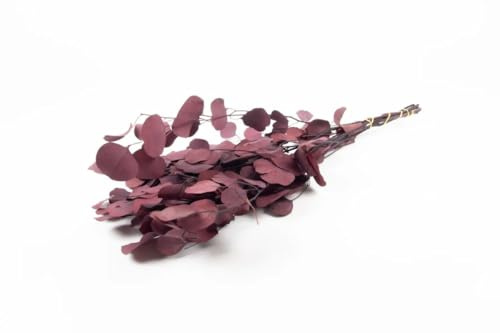 NaDeco Eucalyptus Populus konserviert, rot im Bund ca. 60cm Eucalyptus Zweige Eukalyptuszweig Getrocknete Eucalyptus Blätter Boho Deko Trockenblumen getrocknete Blumen Trockenstrauß