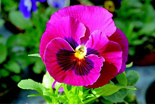 50 Stiefmütterchen Stiefmütterchen halb Gesichter Rosa Semina