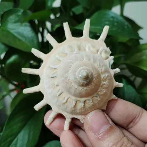 Muscheln zum Basteln, 1 x Sonnenuhr-Schnecke, Sonnenstrahl-Träger, natürliche Heimdekoration, Sammlung, Exemplar, Schnecke, Muschel, Landschaftsbau, Aquarium, 8–11 cm