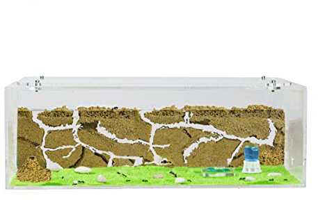 AntHouse - Natürliche Ameisenfarm aus Sand | Big Acryl Starter Set 30x15x10 cm | Inklusive Ameisenkolonie