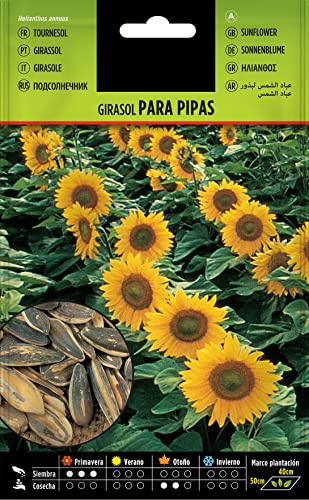 DECOALIVE Semillas de Plantas de Girasol Ideales para Producir Pipas Comestibles