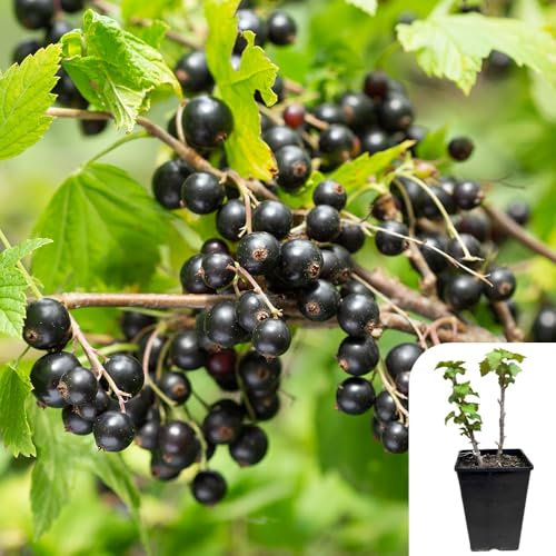 Blackcurrant Ben Nevis - 3L Potted Plant – Juicy, High-Yielding Berries, Frost-Resistant, Ideal for Jams & Fresh Eating - Hardy Fruit Bush for Gardens & Allotments