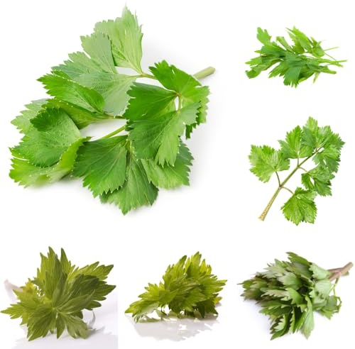 semi di levistico, per gli amanti del giardino medicinali vecchie varietà verdi semi di aromatiche resistenti per giardini rocciosi aromatiche da 200pcs
