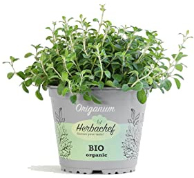 Orégano - Origanum vulgare - Planta de Exterior con Utilidad Decorativa y Culinaria
