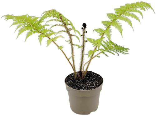 Fangblatt - Cyathea australis - eleganter australischer Baumfarn - imposante Zimmerpflanze im Ø 12 cm Topf - exotische Grünpflanze
