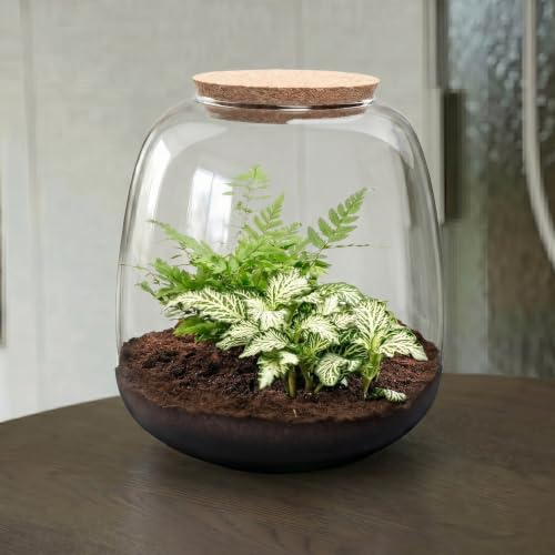 urbanjngl - Emma Mini Terrarium mit Kork - DIY Pflanzen Ecosystem Kit - Ø 19 cm, Höhe 20 cm - Ideal für Pflanzenliebhaber und kreative Dekoration