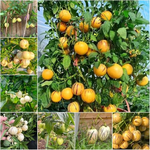 melón pera - semillas un melón peral Decoración de sala de estar enanos resistentes al invierno para balcones columnar fresca 400pcs