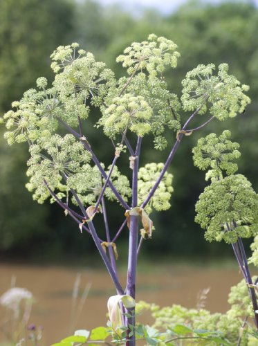 Seedeo Echte Engelwurz (Angelica archangelica) 100 Samen
