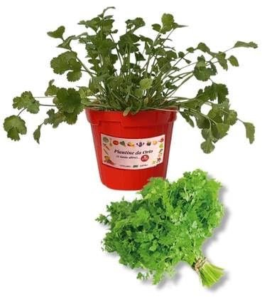 P. Piantine da Orto | Cerfoglio, Pianta in Vaso Diametro 14 cm, Pianta Pronta per il Trapianto, Pianta Vera da Esterno, Piantina Aromatica per Balcone o Terrazzo, Vivaio Italiano
