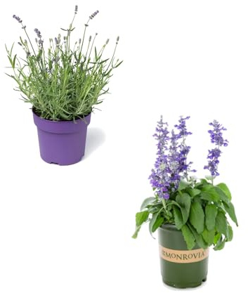 1 SALVIA y 1 LAVANDA Plantas Aromáticas Naturales Ideales para la Casa