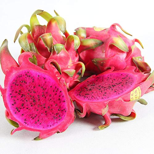 20 Samen Drachenfrucht Kaktus, rot, frisches Saatgut Pitahaya, Pitaya, Dragon Fruit, Selenicereus monacanthus, schnellwüchsige Kakteen, Obst, mehrjährig, essbares süßes Fruchtfleisch, exotische Samen