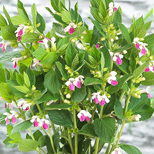Melittis Royal Velvet Distinction - Honey Balm - Hardy Outdoor Plants for Gardens and Patios - Perennial Flowering Plant in Pot (9cm Pot, 10-20cm)