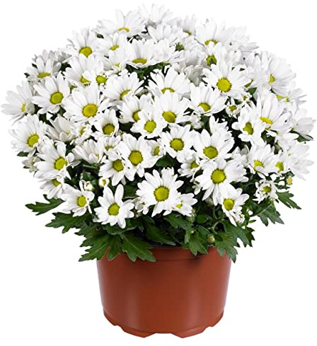 DECOALIVE Margarita Blanca Planta Natural para Interior y Exterior