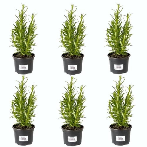 Romero Aromático |Pack 6 Plantas | DECOALIVE Plantas Aromáticas y para Cocinar