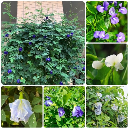 semillas de guisante mariposa - resistentes al aire libre Clitoria ternatea resistentes para jardín de cortadas, colgante raras, 350pcs