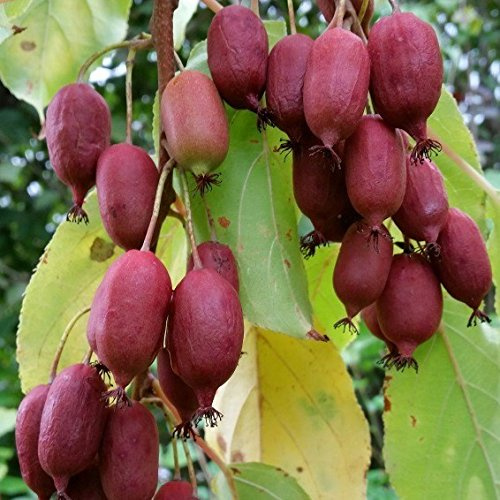 Rote Bayernkiwi `Kens Red´, Minikiwi, Actinidia arguta weiblich, 40-60cm im Topf