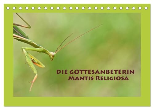 Die Gottesanbeterin Mantis Religiosa (Tischkalender 2026 DIN A5 quer), CALVENDO Monatskalender: Die Europäische Gottesanbeterin - faszinierend und wunderschön - Insekt des Jahres 2017 (CALVENDO Tiere)