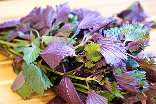 Zweifarbige Perilla – Perilla frutescens var. crispa – 50 Samen | Aromatisch, dekorativ | Einjährig (in warmen Regionen mehrjährig)