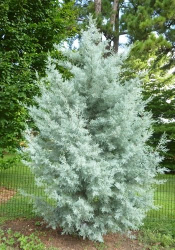 Cupressus arizonica glabra BLU Semi ICE CYPRESS! RARO