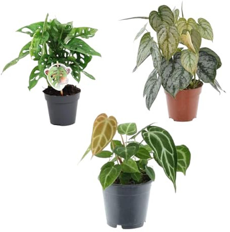 Trendyplants - Mezcla de moda 3 plantas - Monstera Obliqua 'Monkey Leaf' - 25 cm - Ø12 - Filodendro Brandtianum - 35 cm - Ø12 - Anthurium Chrystallium - 35 cm - Ø12