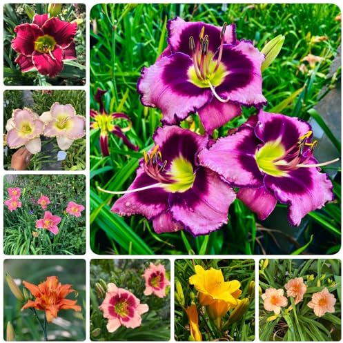 TaglilienSamen, pflanzensamen Hemerocallis fulva, Taglilie, bio alte sorten blumenwiese steingartenpflanzen 400pcs