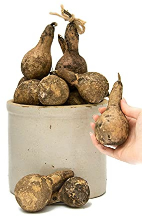 Primitive Gourds - Mini Dippers - Bag of 24 - Unwashed - Antique