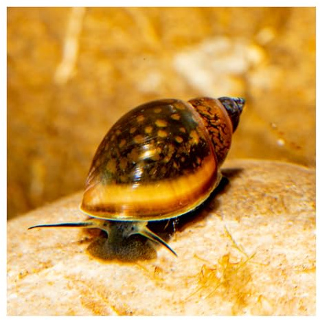 10 x Blasenschnecke Physa, Aquariumschnecke, Algenfresser, Cleaningcrew | Pflegeleichte, robust Süßwasserschnecke, schnelle Vermehrung, kleinbleibend, Warm- und Kaltwasser, für Teich und Aquarium