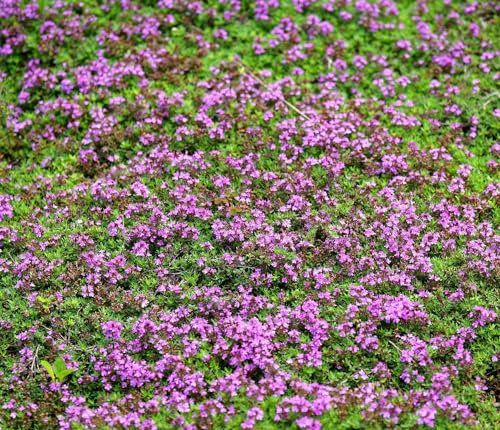 Sand-Thymian - Thymus serpyllum - 2000 Samen