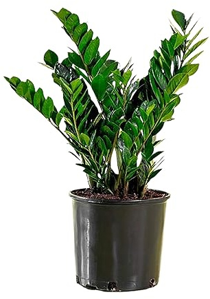 American Plant Exchange ZZ Plant 'Zanzibar Gem' – 6-Inch Pot – Live Easy Care Drought-Tolerant Houseplant, Low-Light Indoor Plant for Home, Office, & Modern Décor