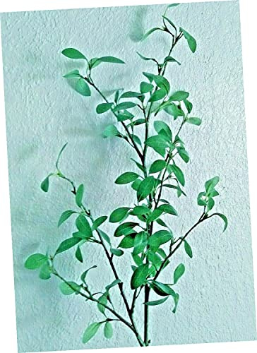 41 Privet Stem Branches Line Material Silk Flower Floral Arrangements Realistic Craft Art Decor Plant for Indoor Outdoor Decoration