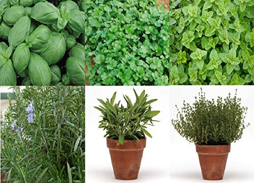 Viridis Hortus - 6 Pack Herb Collection Seeds - Basil, Coriander, Oregano, Rosemary, Sage & Thyme