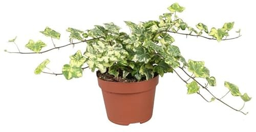 Hiedra Verde y Blanca PREMIUM Planta de Interior Hiedra Variegada