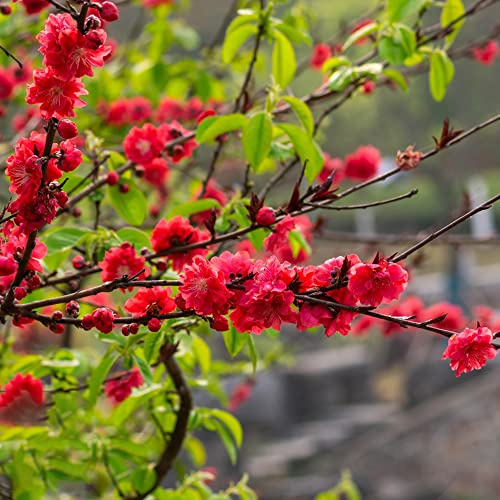 500 piezas Semillas ciruelo - semillas de jardín de pradera silvestres perennes, balcón balcón jardín