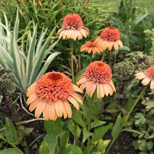 semillas de equinácea orgánicas - variedades antiguas balcón exóticas decorativas jardín 180pcs