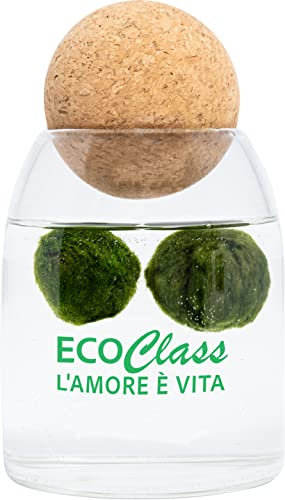 2 Marimo selezionati da 2-4 cm in vaso Feng Shui da 500 ml con tappo in sughero sfera per massaggio yoga