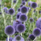 6 x Echinops Ritro - Perenni Vaso 9cm x 9cm