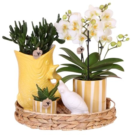 Plant in a Box - Set de regalo orquídea 'Yellow XL' - Phalaenopsis - Altura 35cm