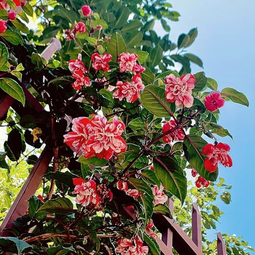 Fuchsien Hängend, steingartenpflanzen winterhart herbstblumen alte sorten bio garten wohnzimmer deko blumendeko stauden winterhart mehrjährig 400Samen