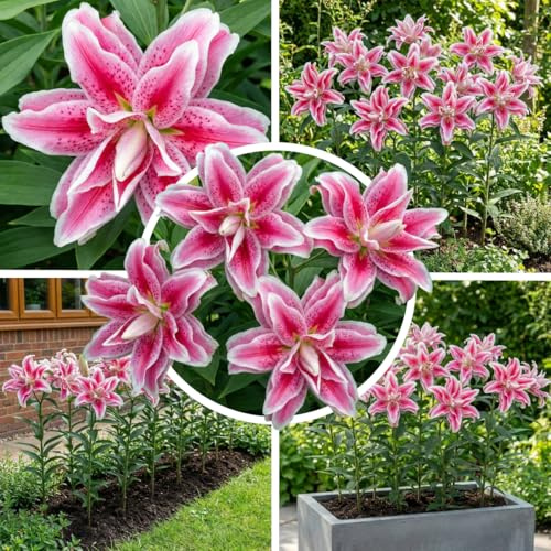 FLORIUM 5x Lilien Magic Star, Sehr Exklusiv, Mehrjährig und Winterhart Blumenzwiebeln aus Holland für Garten und Topf, Zwiebelgröße Ø 12-16cm