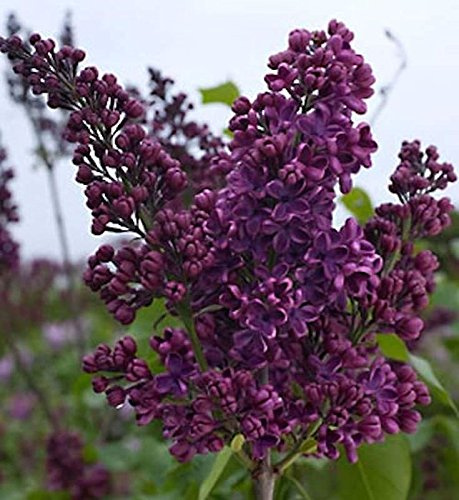 Edelflieder Sarah Sands - Kircher-Collection 40-60cm - Syringa vulgaris - lebende Gartenpflanze aus den Baumschulen